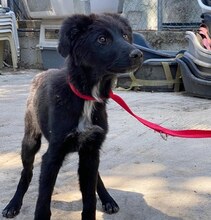 LARA, Hund, Mischlingshund in Griechenland - Bild 10