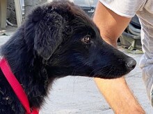 LARA, Hund, Mischlingshund in Griechenland - Bild 12