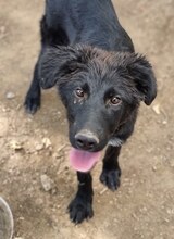 LARA, Hund, Mischlingshund in Griechenland - Bild 4