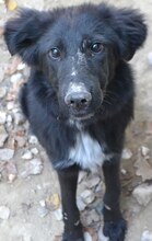 LARA, Hund, Mischlingshund in Griechenland - Bild 5