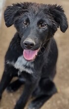 LARA, Hund, Mischlingshund in Griechenland - Bild 7