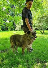 CASPER, Hund, Mischlingshund in Großröhrsdorf - Bild 1