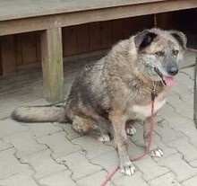 CASPER, Hund, Mischlingshund in Großröhrsdorf - Bild 4