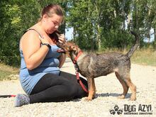 DEFNE, Hund, Mischlingshund in Slowakische Republik - Bild 4
