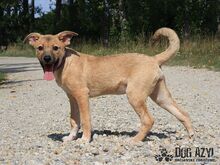 ELIF, Hund, Mischlingshund in Slowakische Republik - Bild 2