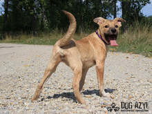 ELIF, Hund, Mischlingshund in Slowakische Republik - Bild 4