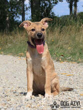 ELIF, Hund, Mischlingshund in Slowakische Republik - Bild 5