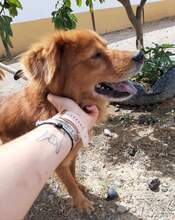EPI, Hund, Mischlingshund in Spanien - Bild 2
