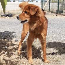 EPI, Hund, Mischlingshund in Spanien - Bild 6