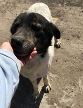 JOIE, Hund, Mischlingshund in Rumänien - Bild 3