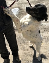 JOIE, Hund, Mischlingshund in Rumänien - Bild 4