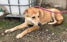 BOBBY, Hund, Mischlingshund in Rumänien - Bild 4