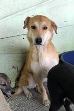 BOBBY, Hund, Mischlingshund in Rumänien - Bild 6