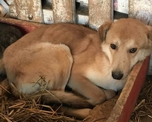 BOBBY, Hund, Mischlingshund in Rumänien - Bild 7