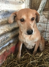 WANDA, Hund, Mischlingshund in Rumänien - Bild 2