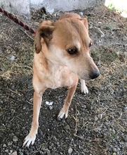 WANDA, Hund, Mischlingshund in Rumänien - Bild 6