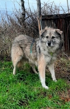 RAFFI, Hund, Mischlingshund in Rumänien - Bild 1
