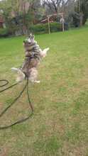 RAFFI, Hund, Mischlingshund in Rumänien - Bild 7