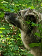 RAFFI, Hund, Mischlingshund in Nordheim - Bild 1