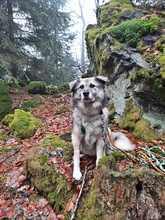 RAFFI, Hund, Mischlingshund in Nordheim - Bild 8