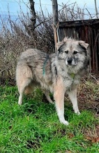 RAFFI, Hund, Mischlingshund in Nordheim - Bild 9