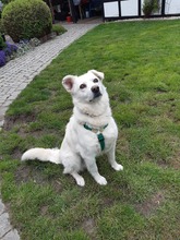 KODA, Hund, Mischlingshund in Alfhausen - Bild 4