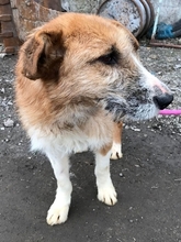 CHARLY, Hund, Mischlingshund in Rumänien - Bild 5