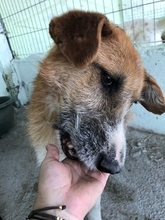 CHARLY, Hund, Mischlingshund in Rumänien - Bild 6