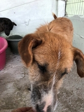 CHARLY, Hund, Mischlingshund in Rumänien - Bild 7