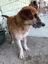 CHARLY, Hund, Mischlingshund in Rumänien - Bild 9