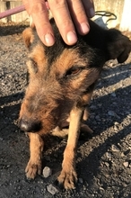 TOBY, Hund, Mischlingshund in Rumänien - Bild 2