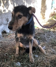 TOBY, Hund, Mischlingshund in Rumänien - Bild 3
