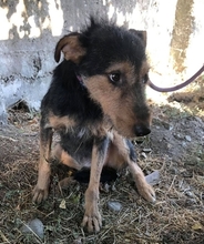 TOBY, Hund, Mischlingshund in Rumänien - Bild 5