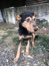 TOBY, Hund, Mischlingshund in Rumänien - Bild 6