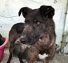 BLAKE, Hund, Mischlingshund in Rumänien - Bild 1