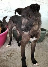 BLAKE, Hund, Mischlingshund in Rumänien - Bild 6