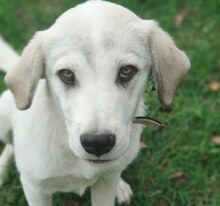 ANNABELLA, Hund, Mischlingshund in Griechenland - Bild 1