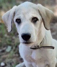 ANNABELLA, Hund, Mischlingshund in Griechenland - Bild 11