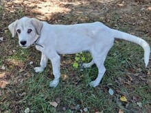 ANNABELLA, Hund, Mischlingshund in Griechenland - Bild 12