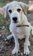 ANNABELLA, Hund, Mischlingshund in Griechenland - Bild 13