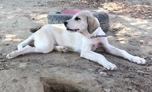 ANNABELLA, Hund, Mischlingshund in Griechenland - Bild 18