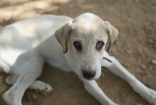 ANNABELLA, Hund, Mischlingshund in Griechenland - Bild 19