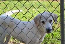 ANNABELLA, Hund, Mischlingshund in Griechenland - Bild 2