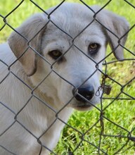 ANNABELLA, Hund, Mischlingshund in Griechenland - Bild 5
