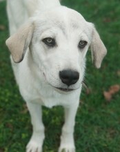 ANNABELLA, Hund, Mischlingshund in Griechenland - Bild 6