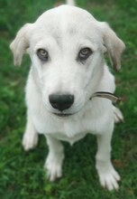ANNABELLA, Hund, Mischlingshund in Griechenland - Bild 7