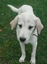 ANNABELLA, Hund, Mischlingshund in Griechenland - Bild 8