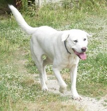 MAX, Hund, Mischlingshund in Griechenland - Bild 13