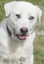 MAX, Hund, Mischlingshund in Griechenland - Bild 14