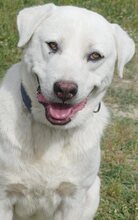 MAX, Hund, Mischlingshund in Griechenland - Bild 17